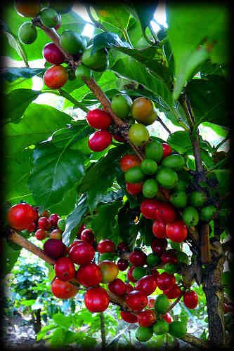 
Ruim aanbod ambachtelijke koffie, thee, chocoladeproducten en toebehoren.                                                             


Bezoek onze webshop www.koffie-shop.be